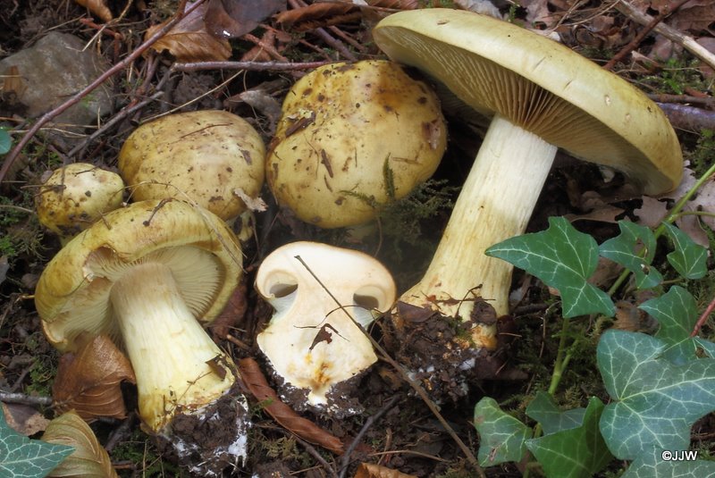 Cortinarius flavovirens